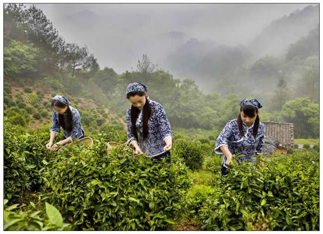 为扶持当地茶农户发展茶叶经济采取了"公司 基地 农户"的产,加,销一体